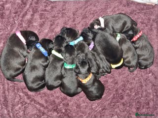 Mixed Breed dogs Staffador Puppies - Advert 16