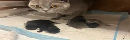 Mixed Breed cats for sale: Three Black British Shorthair Cross Kittens - Advert 2
