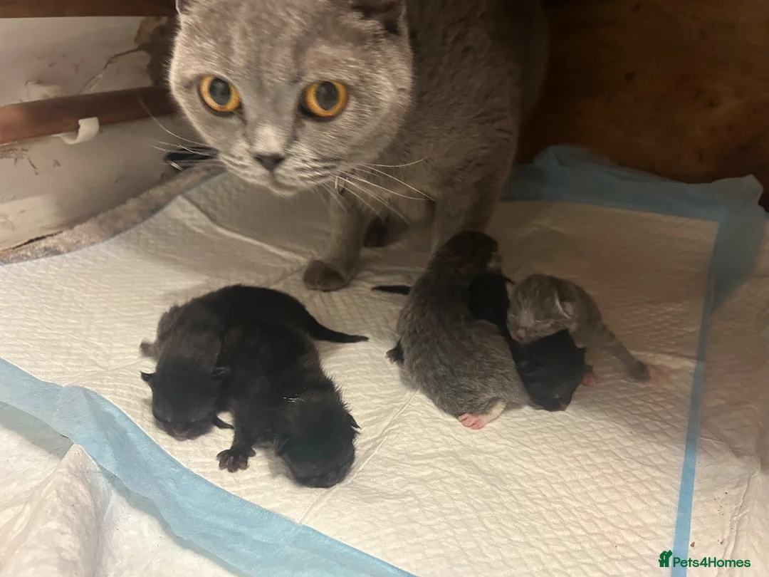 Mixed Breed cats for sale: Three Black British Shorthair Cross Kittens - Advert 2