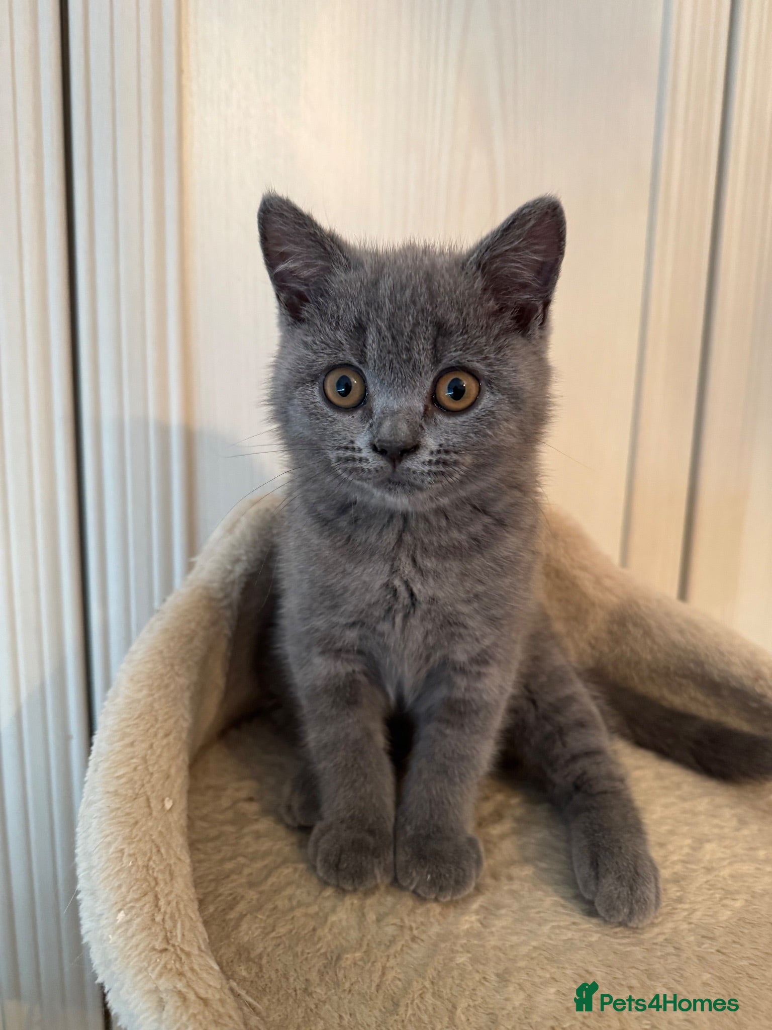 British Shorthair cats *READY NOW* Beautiful BSH Blue Boy – GCCF Reg - Advert 1