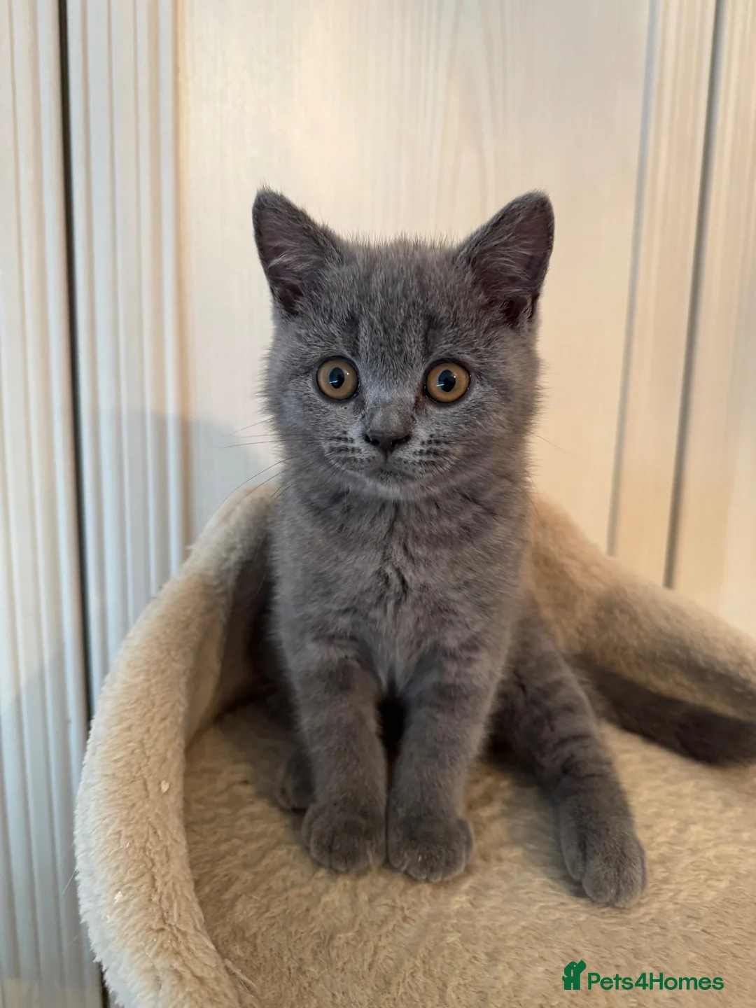 British Shorthair cats for sale: *READY NOW* Beautiful BSH Blue Boy – GCCF Reg - Advert 1