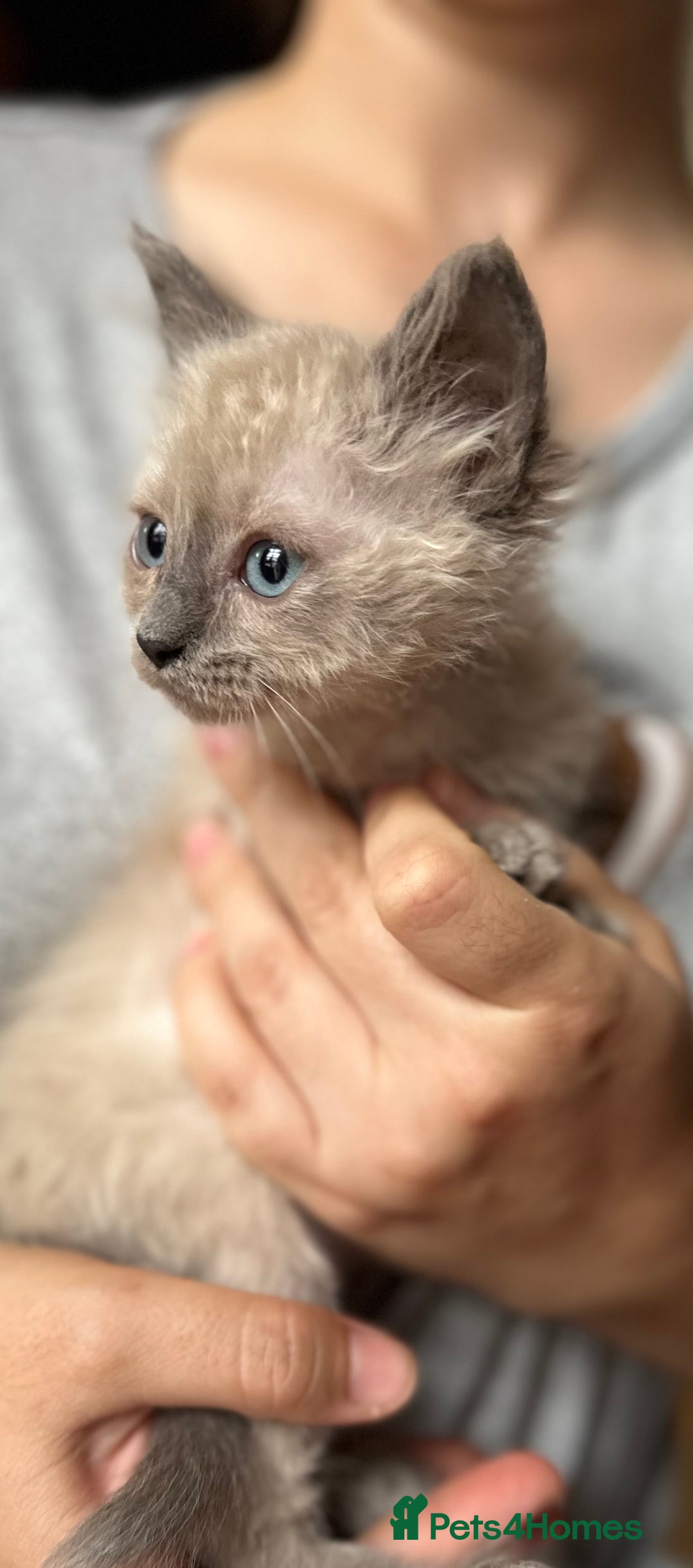 Birman cats for sale: Birman Kitten 2 - Birman kittens  - Image 12