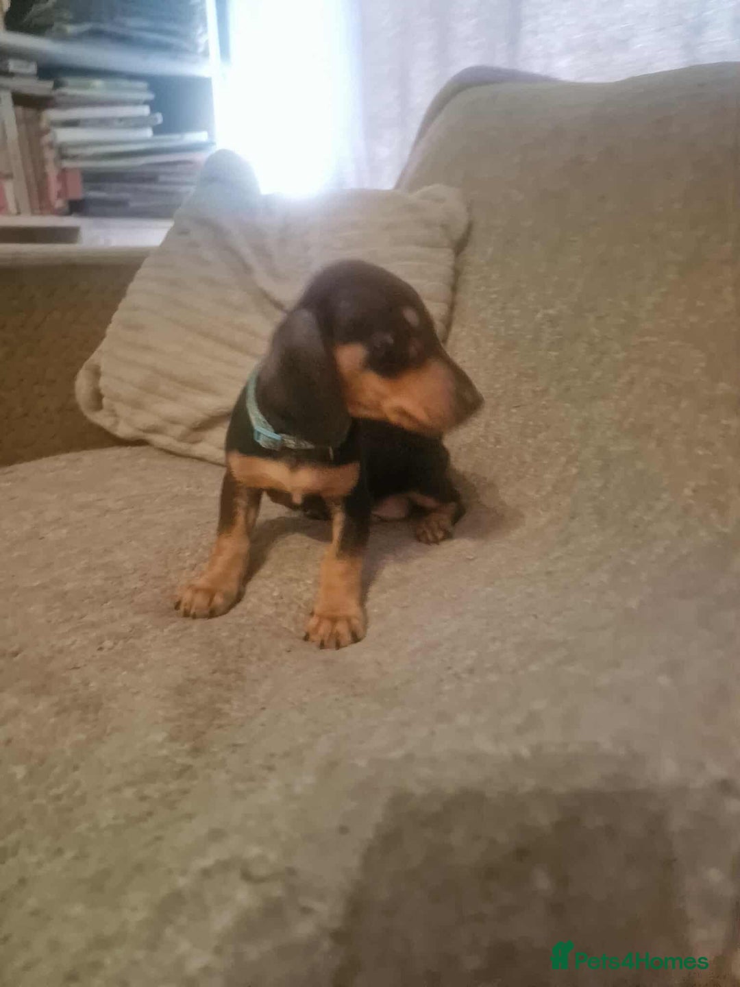 Dachshund dogs for sale: Adorable Dachshund Puppies for Sale - Image 7