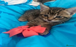 Mixed Breed cats for sale: Kittens Nottingham  - Image 1