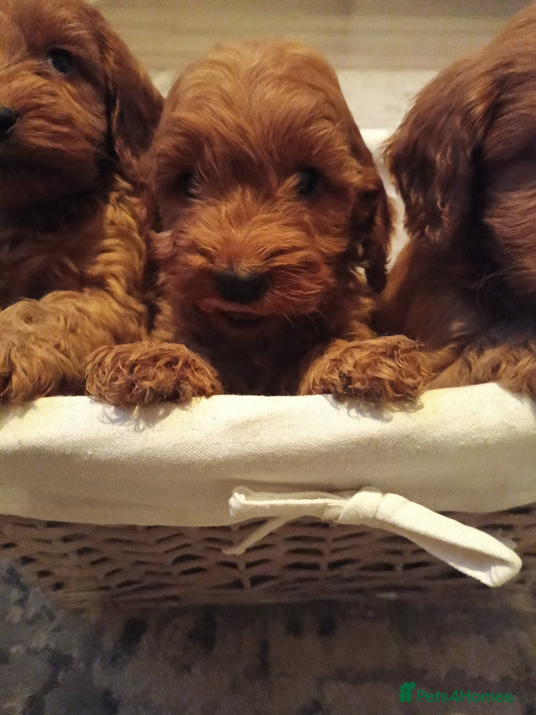 Cockapoo dogs for sale: Cockapoo puppies f1 show) ❤️ fox Red. !!!!!!. - Image 17