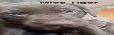 Miss Tiger