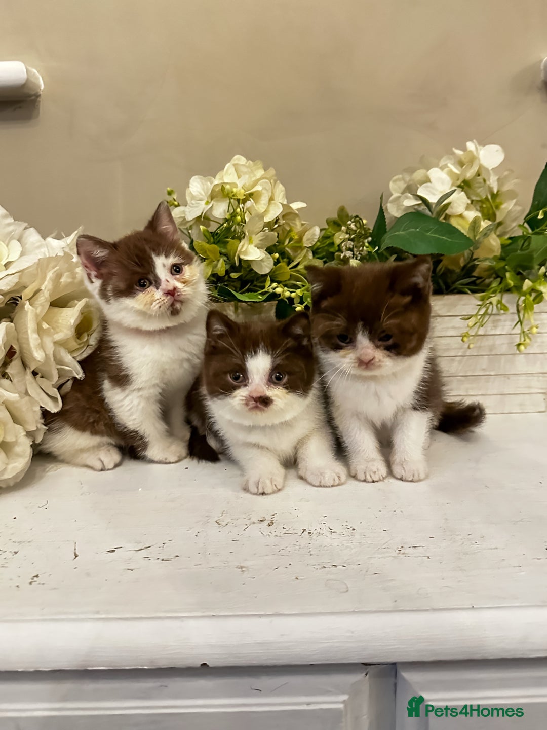 British Shorthair cats for sale: FULL PEDIGREE CHOCOLATE BI COLOUR KITTENS  - Advert 2