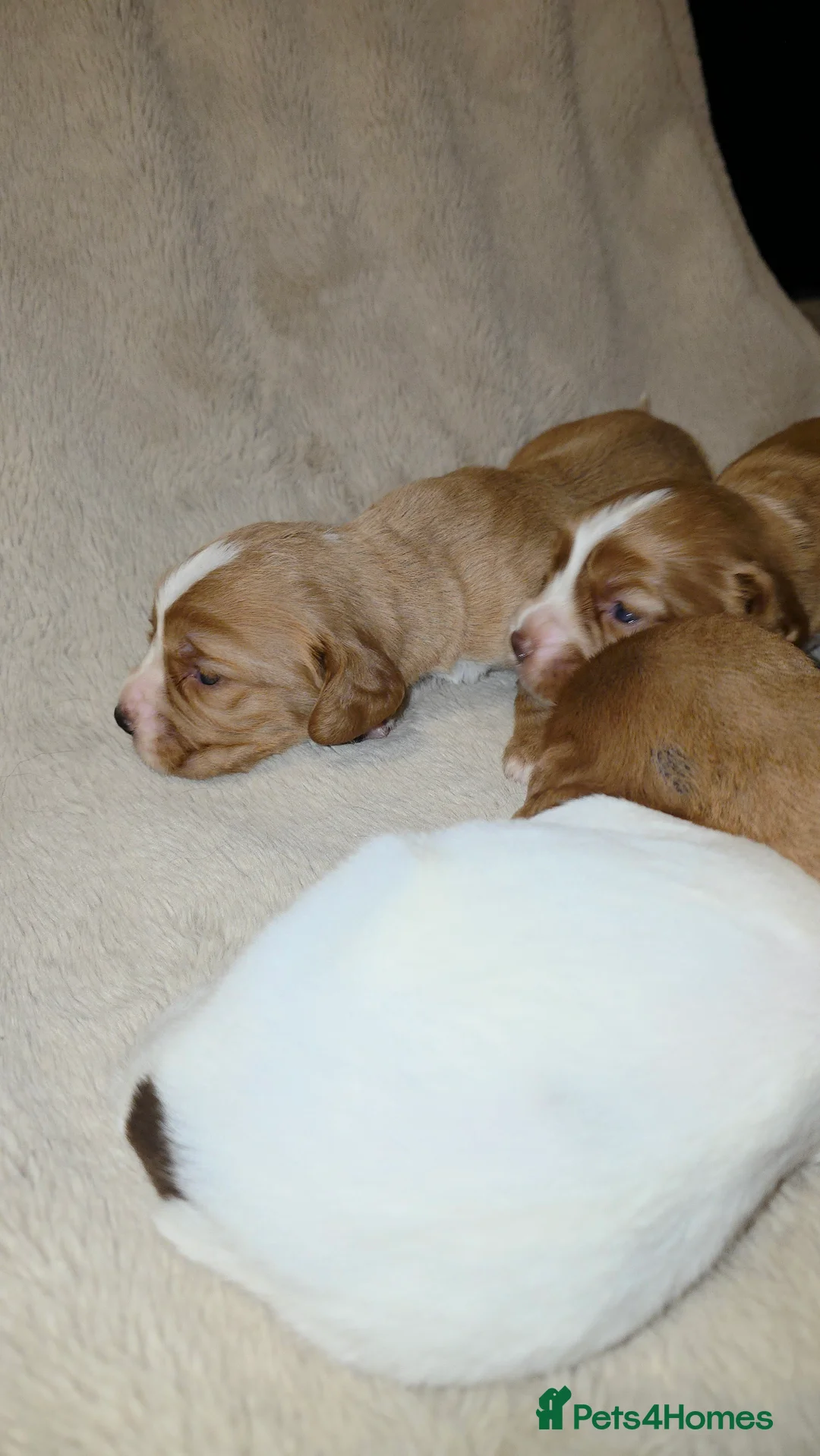 Cocker Spaniel dogs for sale: Cocker spaniel pups ready NEXT WEEK - Advert 15