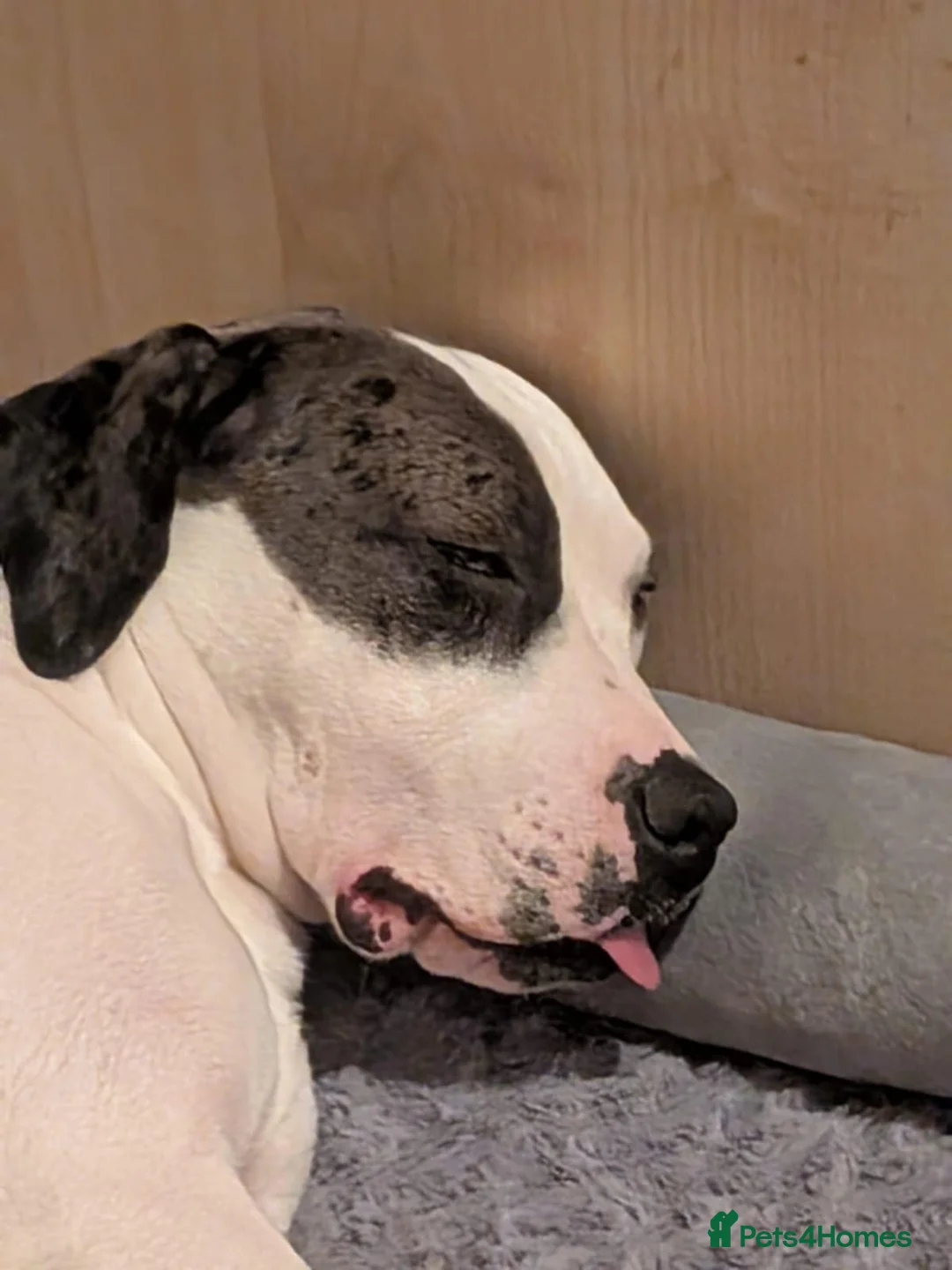 Mixed Breed dogs for sale: Alpha blue bloodline bulldog mixed  - Advert 4