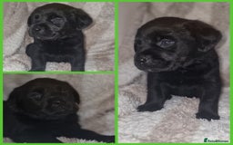 Mixed Breed dogs for sale: Rottador puppies for sale - Image 3