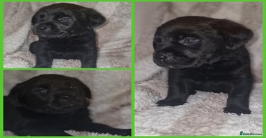 Mixed Breed dogs - Advert 14