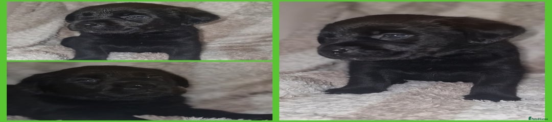 Mixed Breed Puppy 2