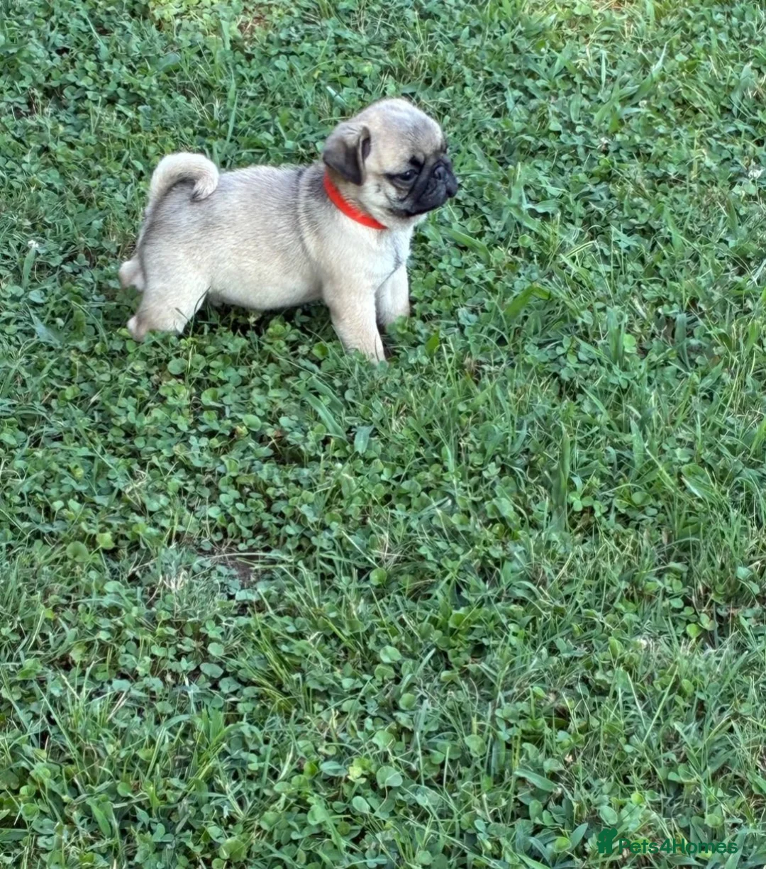 Pug dogs for sale:  Forever family pug puppies. in Bradford - Advert 2