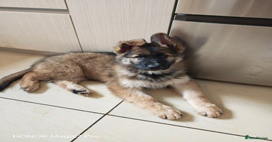 German Shepherd dogs - Advert 1