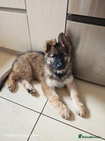 German Shepherd dogs - Advert 1