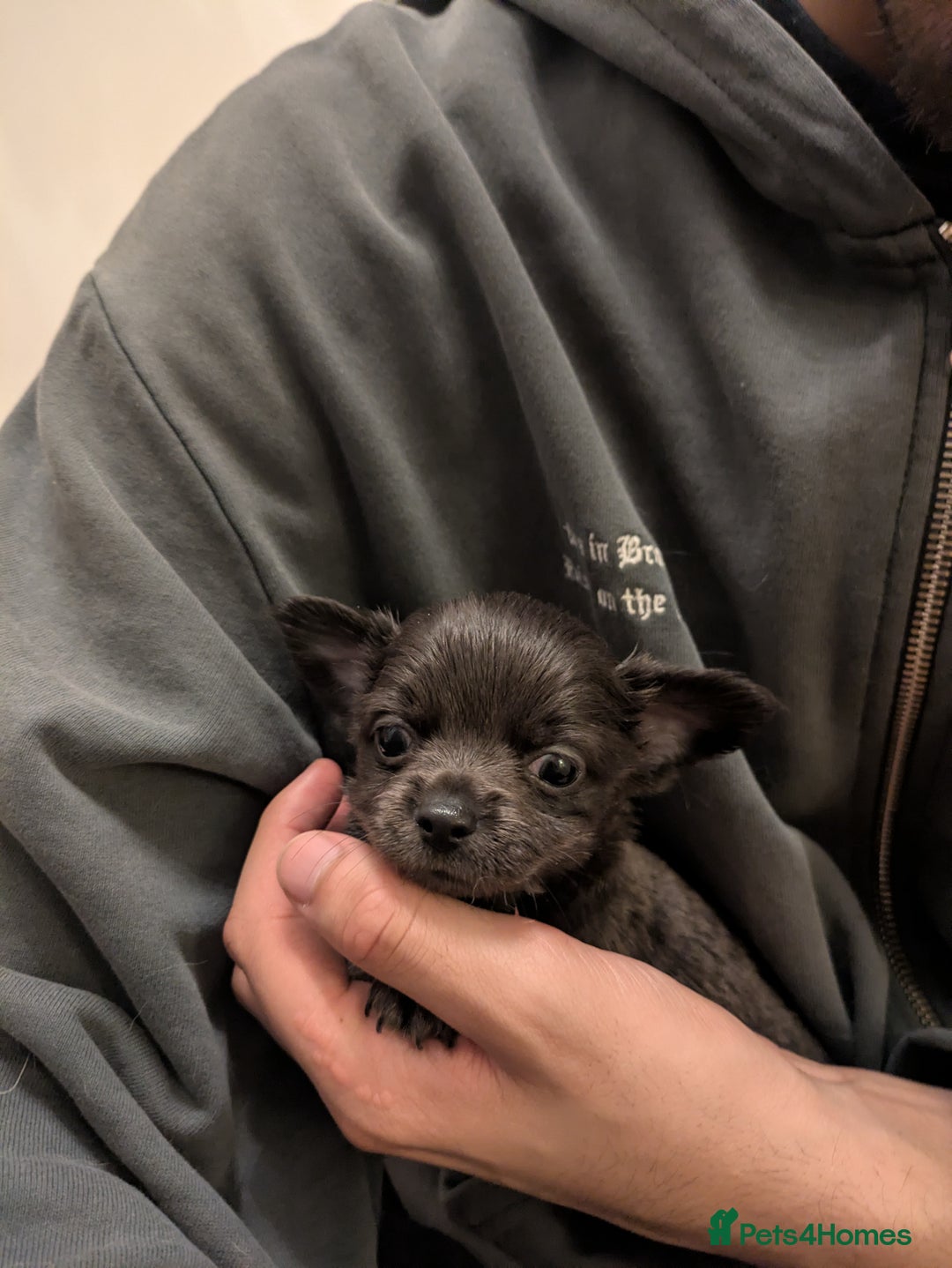 Chihuahua dogs for sale: Rare colour and tiny pedigree Chihuahuas  - Advert 25