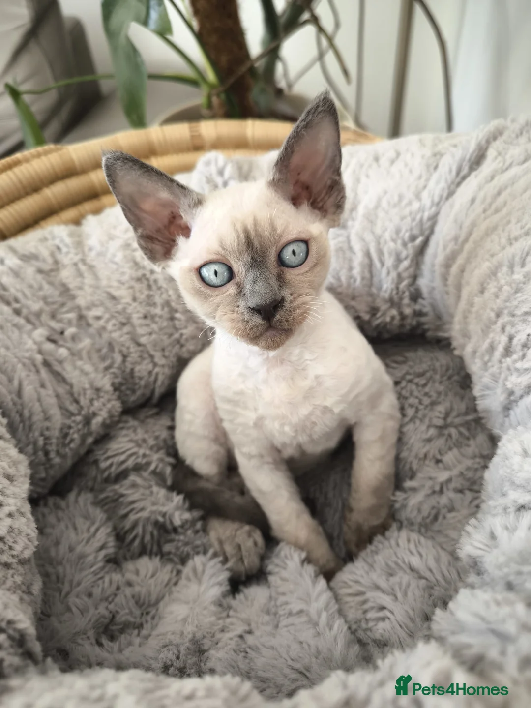Devon Rex cats for sale: Devon Rex💕Blue Point Lynx Girl🩷 - Advert 3