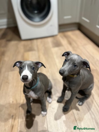 Whippet dogs - Advert 1