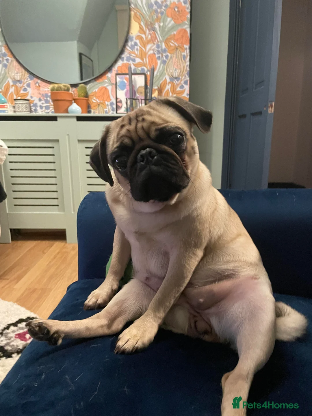 Pug dogs for sale: Gentle pug looking for new family x - Advert 3