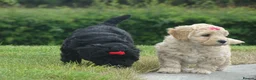 Cockapoo dogs for sale: Stunning Cockapoo Puppies  - Advert 6