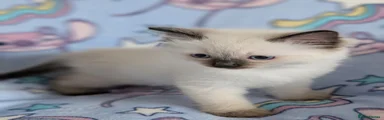 Ragdoll Kitten 4