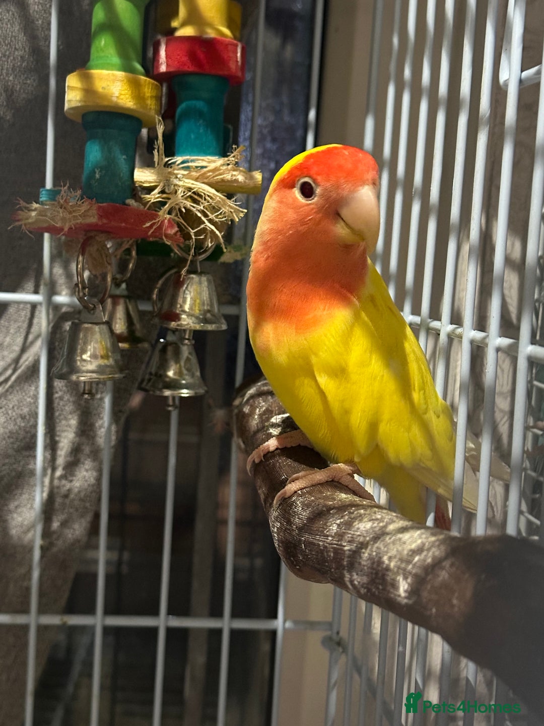 Lovebirds birds for sale: Two love birds for sale - Image 2