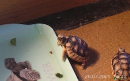 Tortoise reptiles for sale: Baby Tortoises Herman & Marginates - Image 2