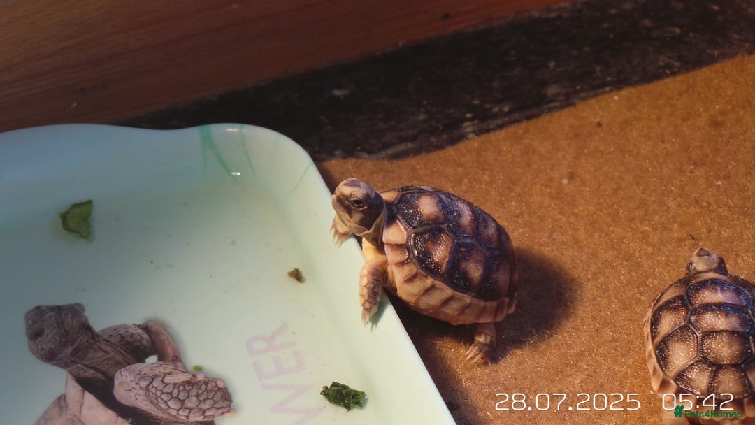 Tortoise reptiles for sale: Baby Tortoises Herman & Marginates - Image 2