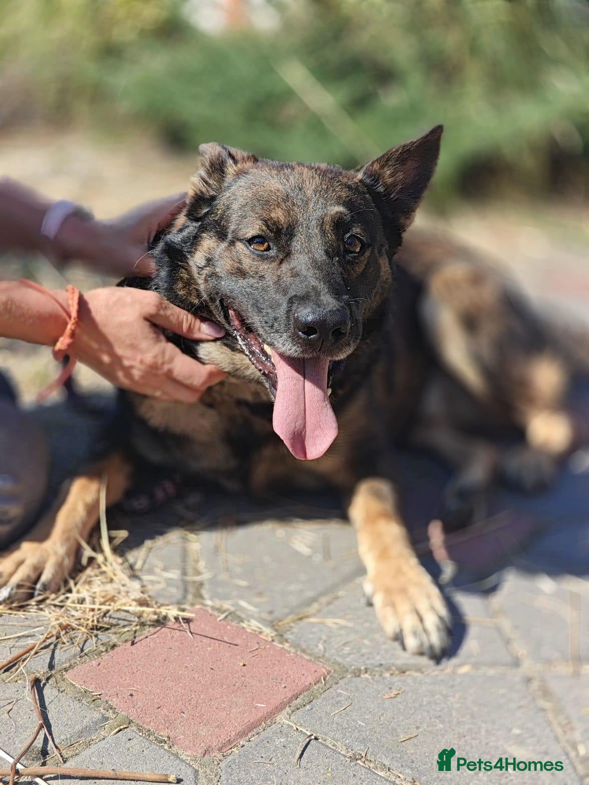 Mixed Breed dogs 💙🐶 LOKI – A LOVING TEDDY WITH THE SOFTEST HEART - Advert 2