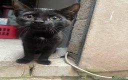 Mixed Breed cats for sale: 2 black kittens for sale £50 - Image 2