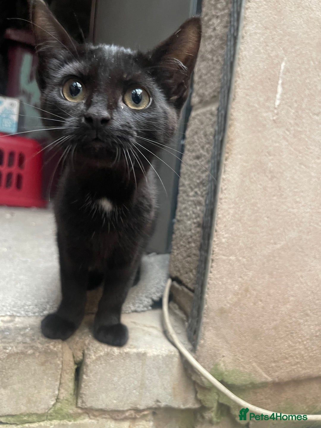 Mixed Breed cats for sale: 2 black kittens for sale £50 - Image 2