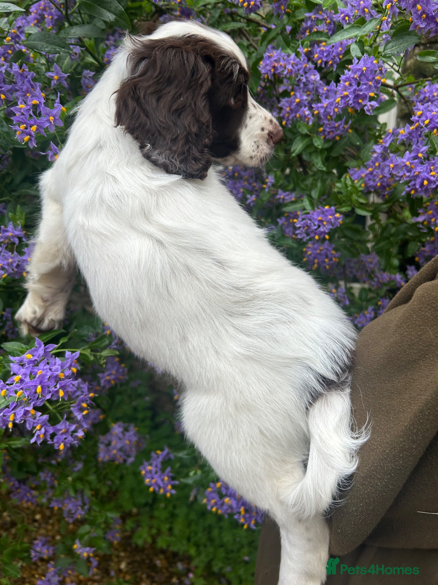Cocker Spaniel dogs for sale: Working cocker spaniel  - Advert 4