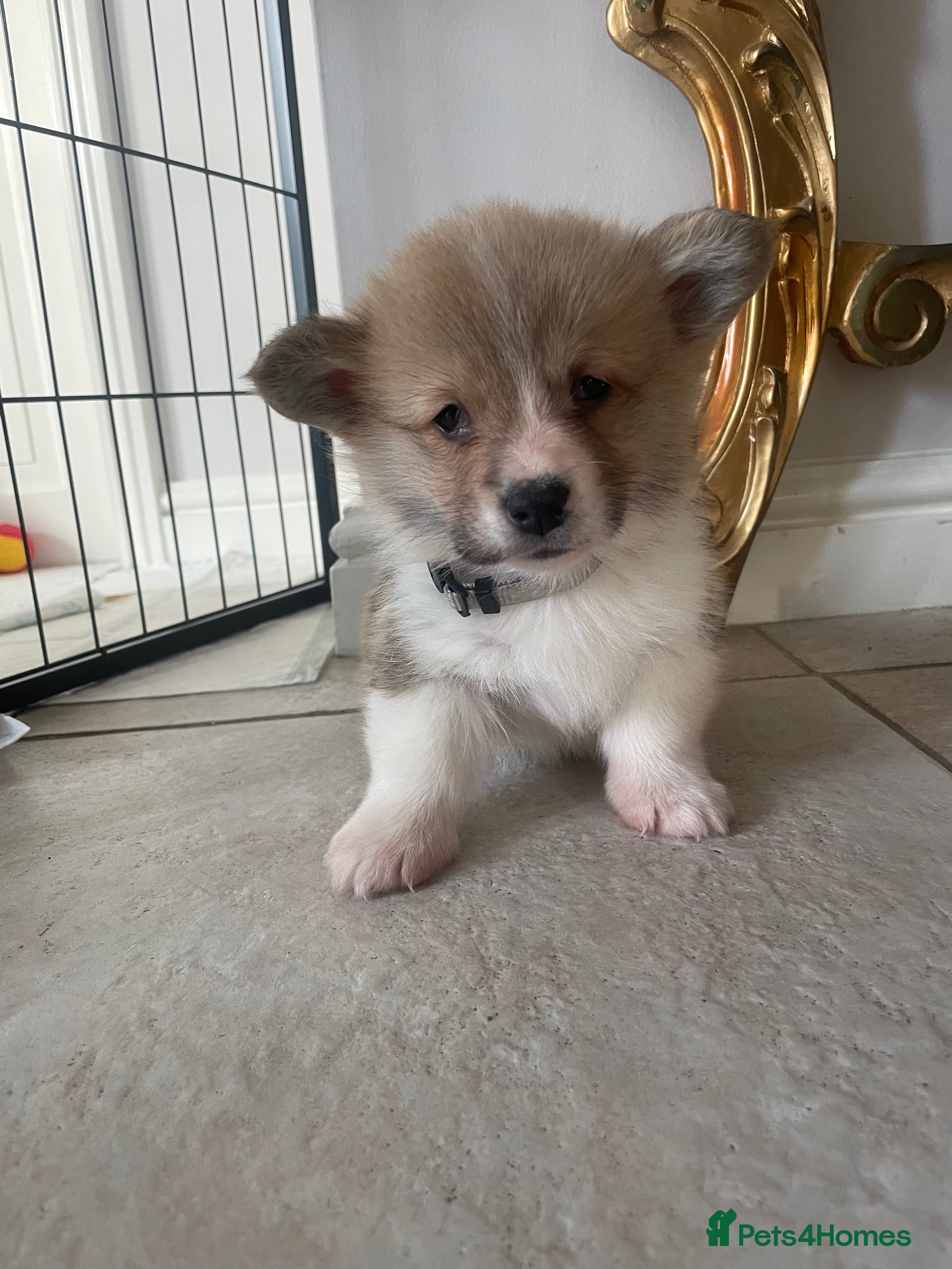 Welsh Corgi Pembroke dogs KC REG PEMBROKESHIRE CORGIS - Advert 2