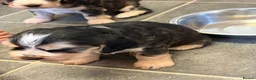 Cocker Spaniel dogs for sale: Stunning litter of show cocker puppies  in Kidwelly - Advert 21