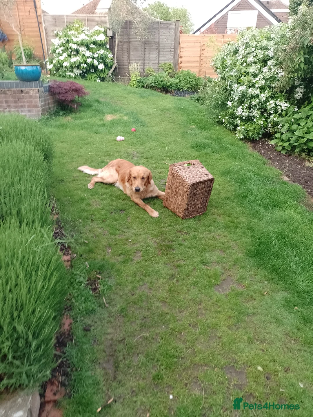 Golden Retriever dogs for sale: Red golden retriver - Advert 1