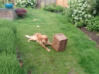 Golden Retriever dogs Red golden retriver - Advert 1