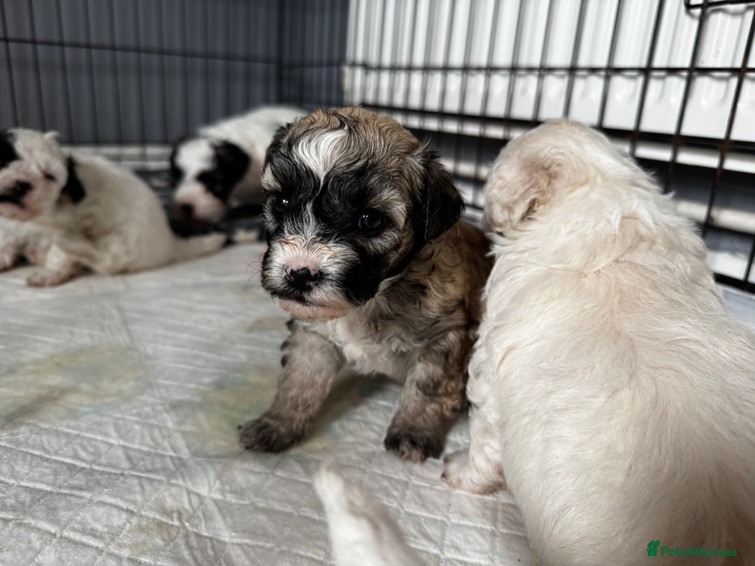 Shichon dogs for sale: 5 beautiful Shichon girls  - Image 17