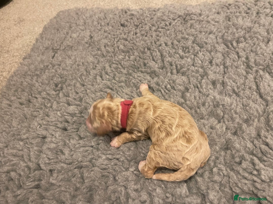 Poochon dogs for sale: Beautiful Poochon puppies for sale  - Advert 11