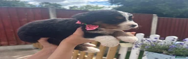 Bernese Mountain Dog 8