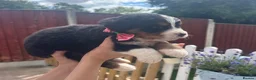 Bernese Mountain Dog dogs for sale: Beautiful Bernese Mountain Dog Puppies 7Girls 1Boy - Advert 15