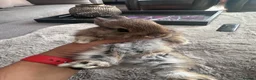 Netherland Dwarf rabbits for sale: Baby bunnies pure Netherlands Dwarf - Advert 9