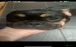 French Bulldog dogs for sale: French bulldog (bear) - Image 9