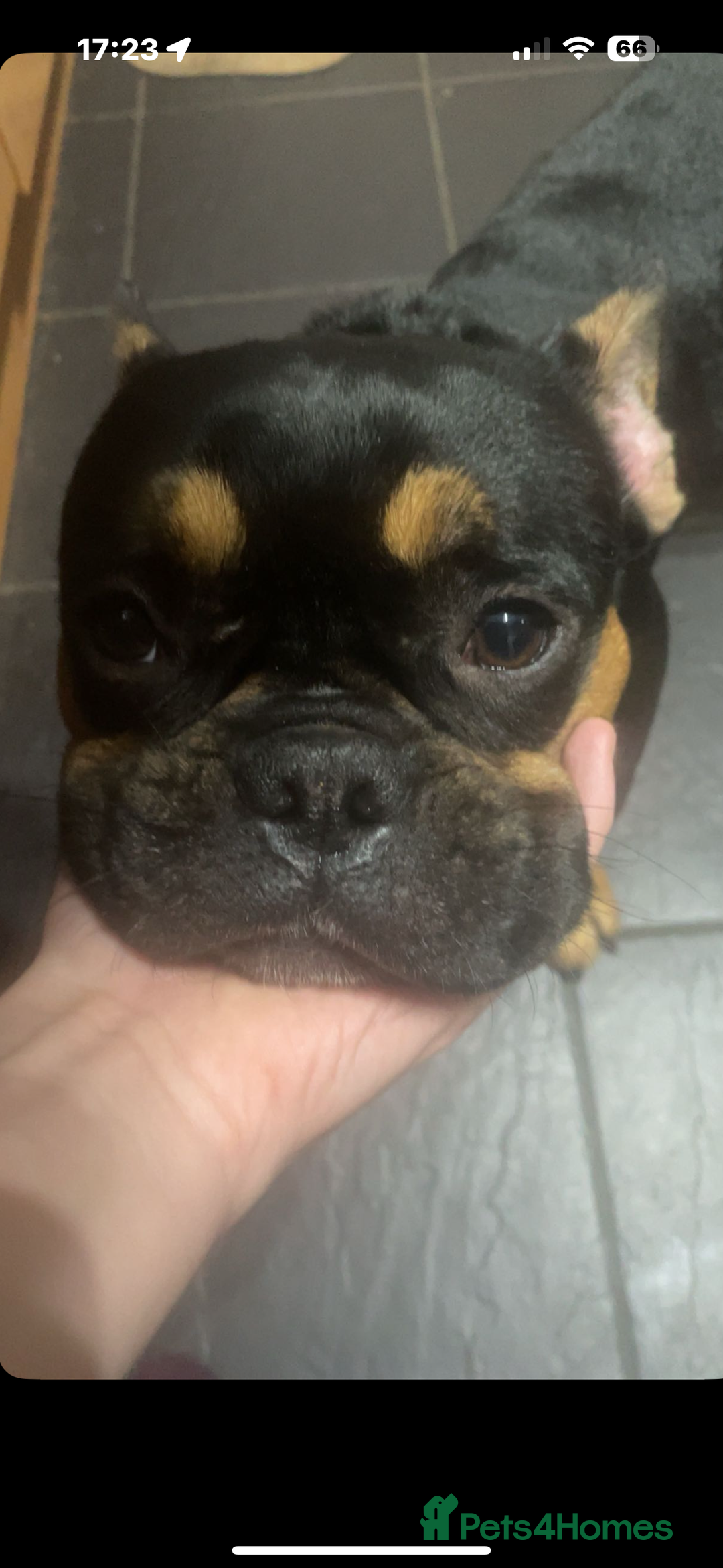 French Bulldog dogs for sale: French bulldog (bear) - Image 9