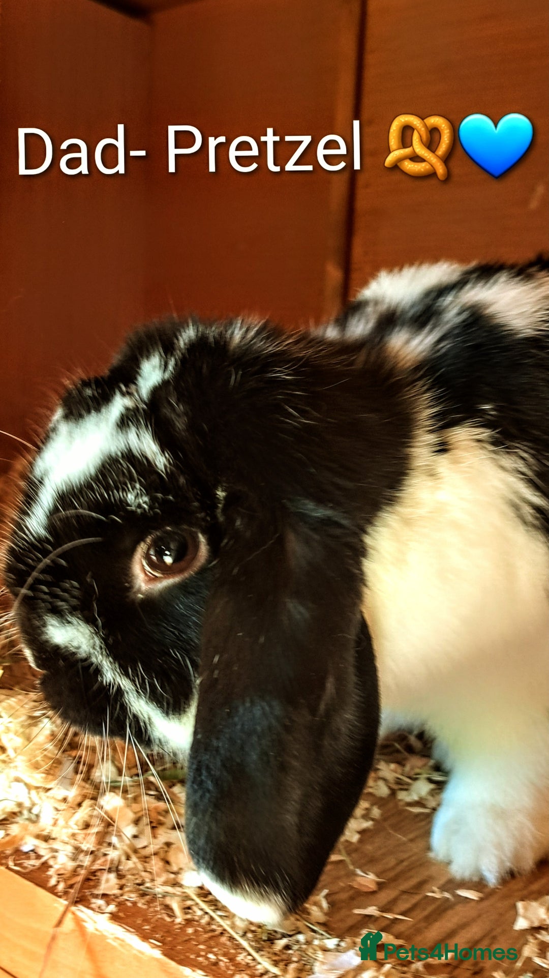 Mini Lop rabbits for sale: Adorable Pure Bred Mini Lop 🥰🐰 - Image 9