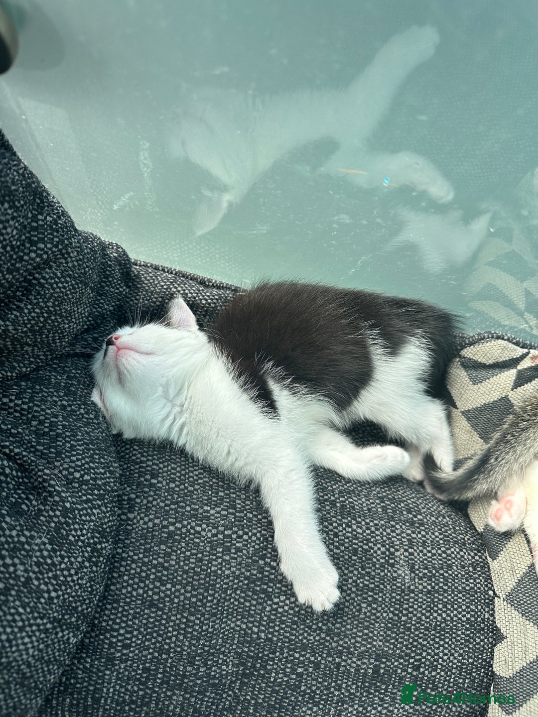 Mixed Breed cats for sale: 5 beautiful mixed breed kittens!! - Image 12