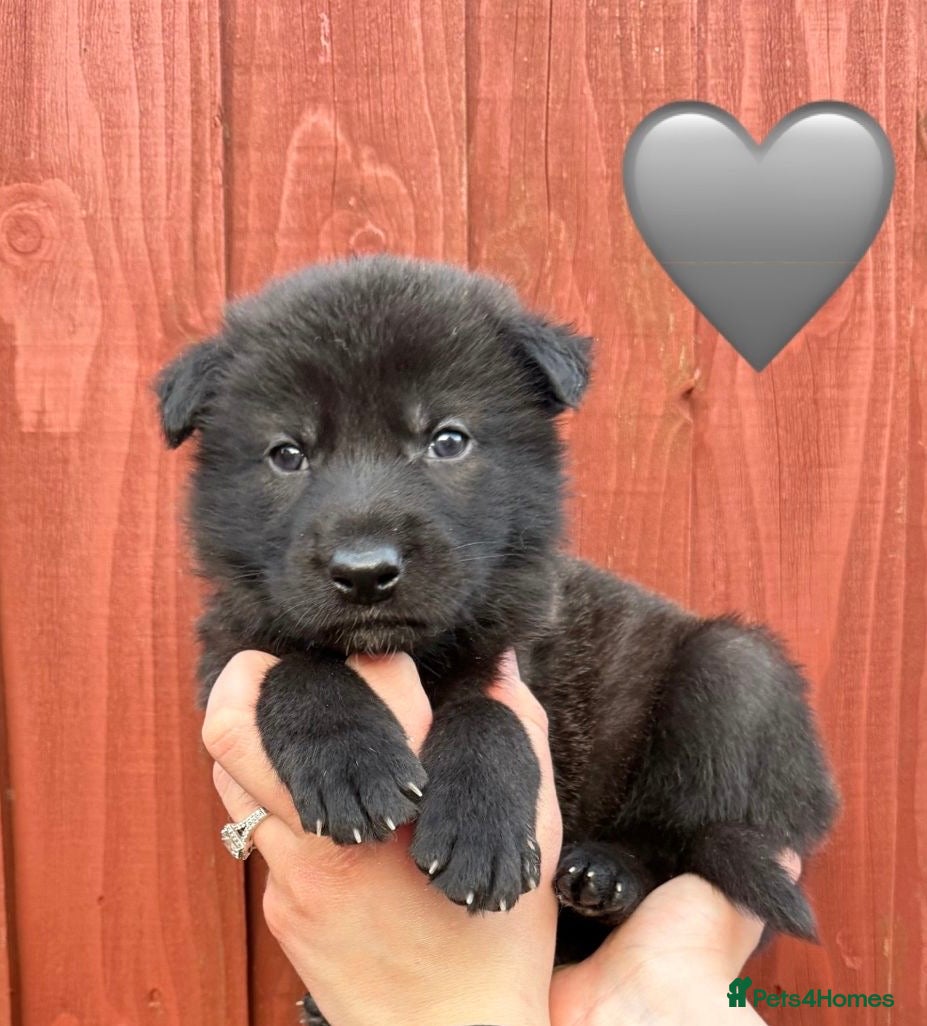 Saarloos Wolfdog dogs Stunning Low Content Wolfdog Puppies - Advert 1