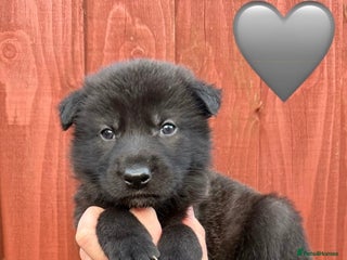 Saarloos Wolfdog dogs Stunning Low Content Wolfdog Puppies - Advert 1