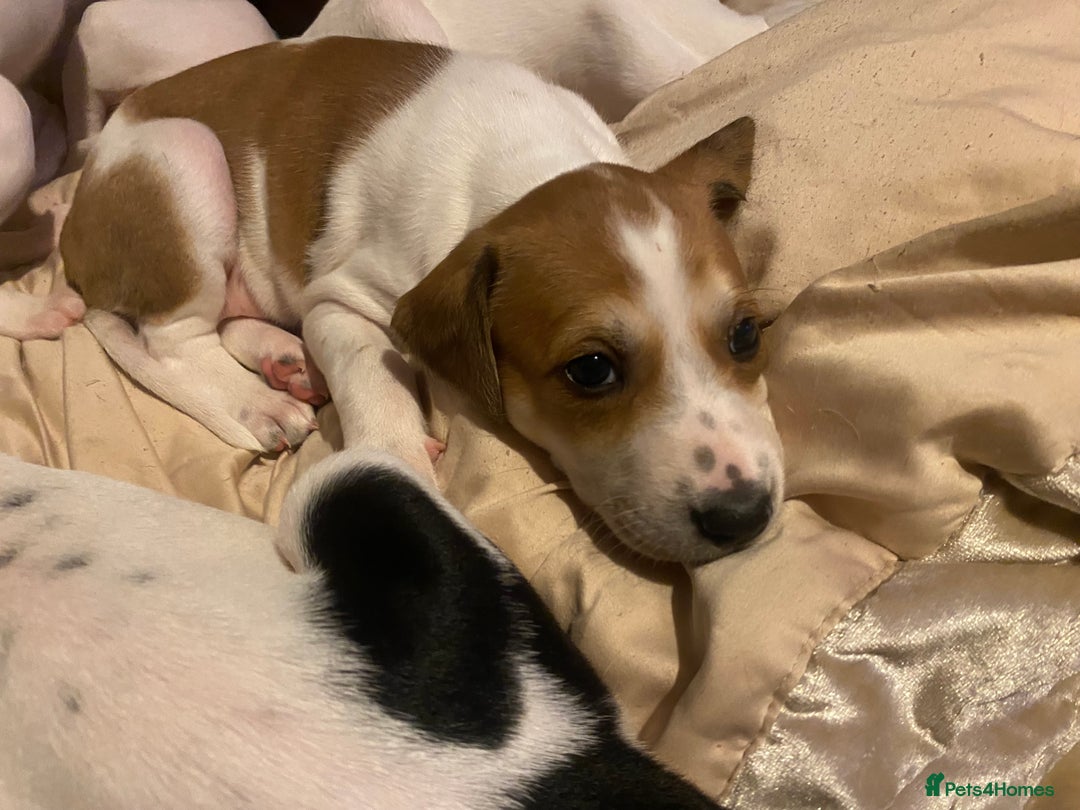 Mixed Breed dogs for sale: adorable Lurcher puppies - Image 12