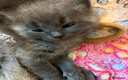 British Shorthair cats for sale: British Shorthair and Ragdoll mix - Image 5