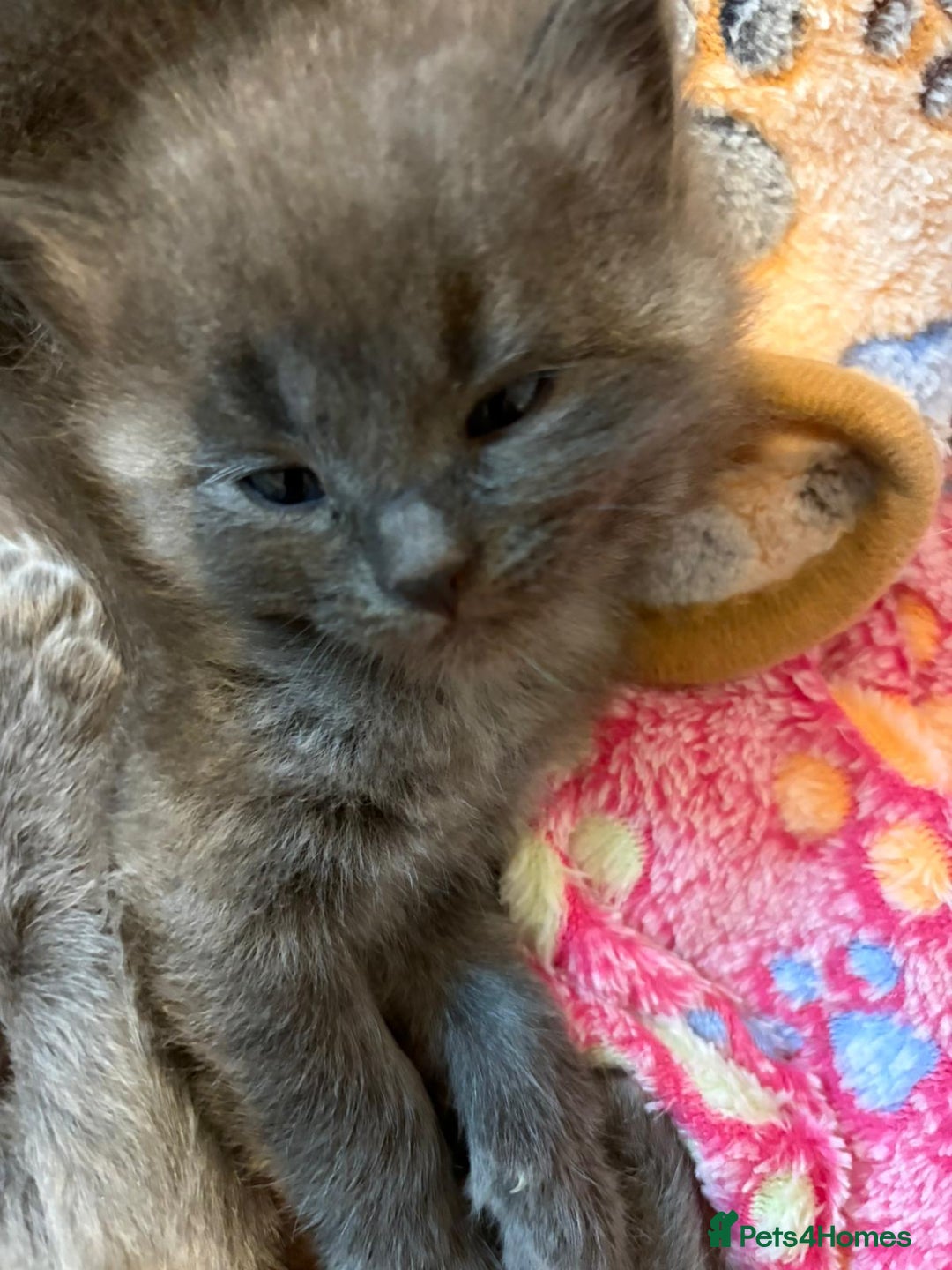 British Shorthair cats for sale: British Shorthair and Ragdoll mix - Image 5